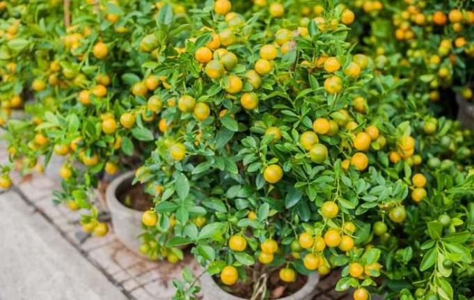 金桔葉子變黃預防