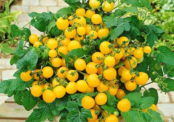 矮化番茄品種 矮化番茄品種