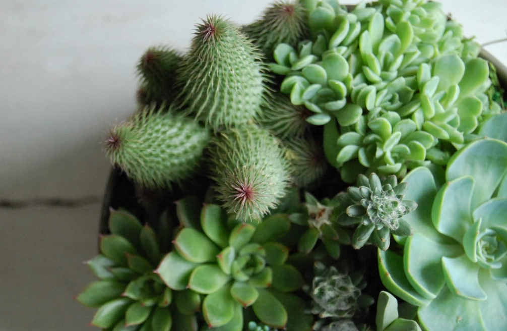 多肉植物養護指南