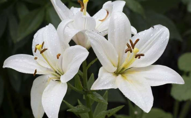 狗 中毒 百合花