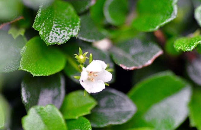 福木花功效 福木花功效