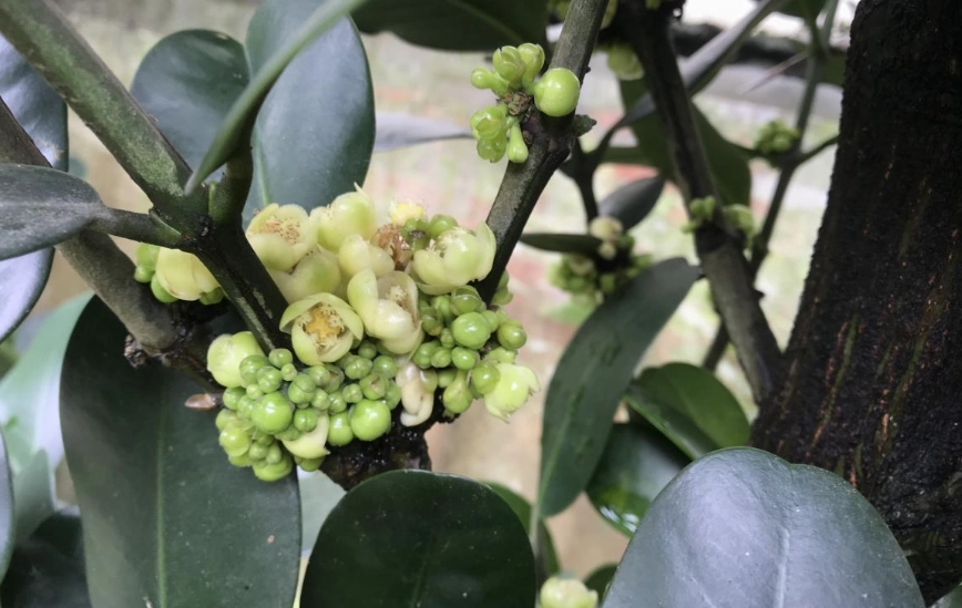 福木種植 福木種植