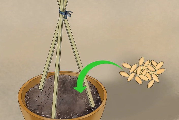 陽台小黃瓜盆栽 陽台小黃瓜盆栽