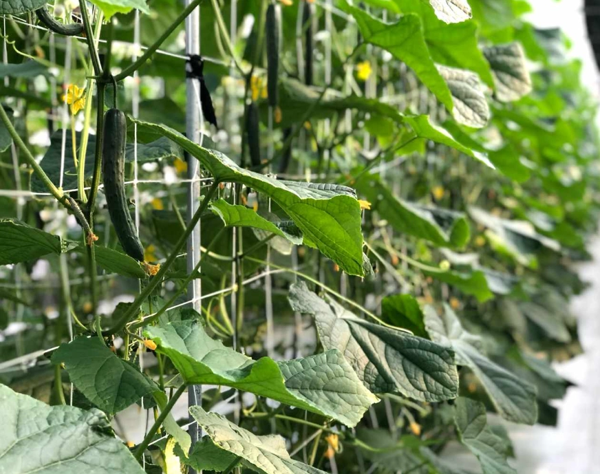 摘心時機 摘心時機