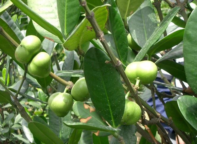 菲島福木果實功效