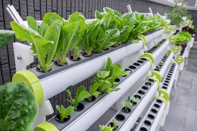 水耕設備推薦 水耕設備推薦
