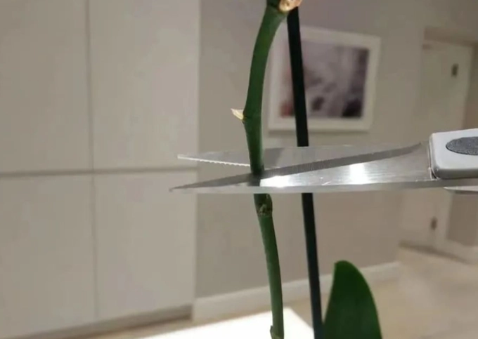 蘭花養護 蘭花養護