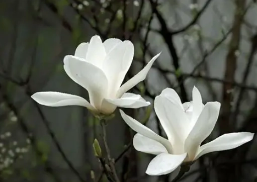 玉蘭花寵物安全