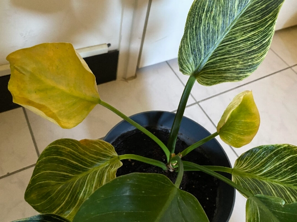 蔓綠絨照顧方法