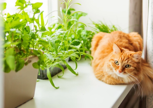 貓咪有毒植物 貓咪有毒植物