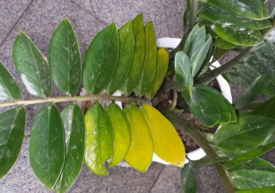 金錢樹葉子變黑 金錢樹葉子變黑