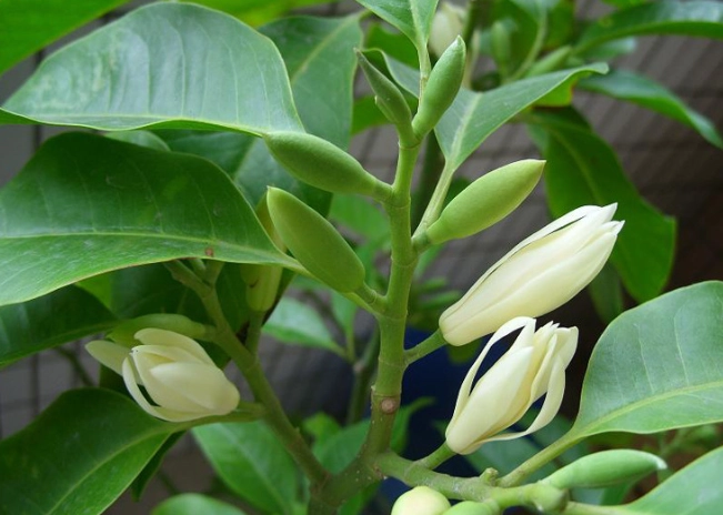 白蘭花盆栽