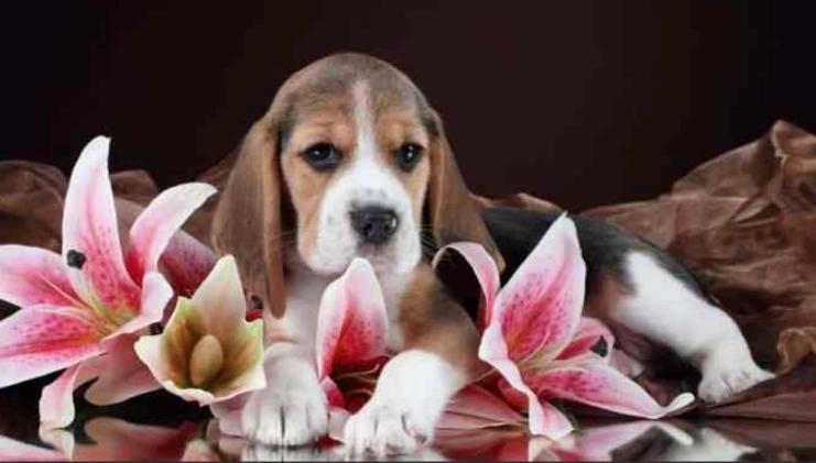 百合花 狗 毒性