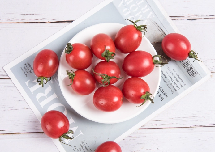 台灣小番茄種植時間