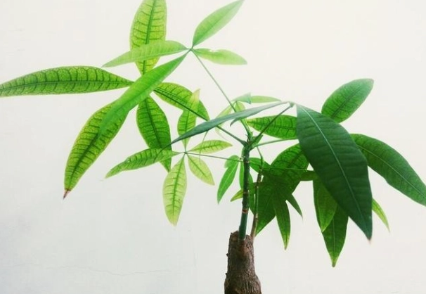 室內植物發財樹