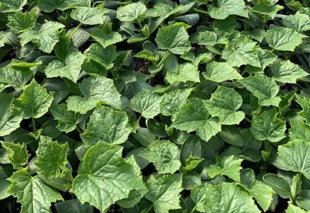 小黃瓜種植時機