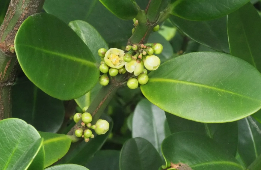 福木風水 福木風水