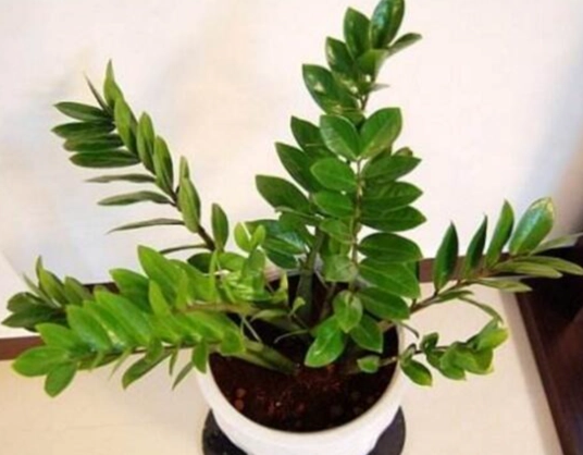 金錢樹養護 金錢樹養護