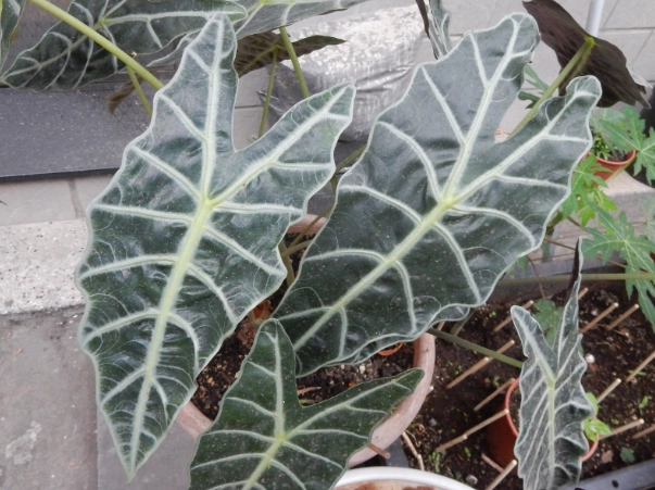 觀音蓮黃邊原因