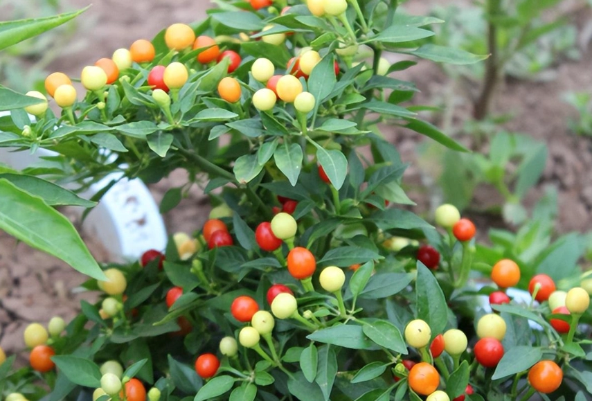 陽台辣椒種植 陽台辣椒種植