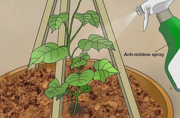 黃瓜病蟲害防治 黃瓜病蟲害防治