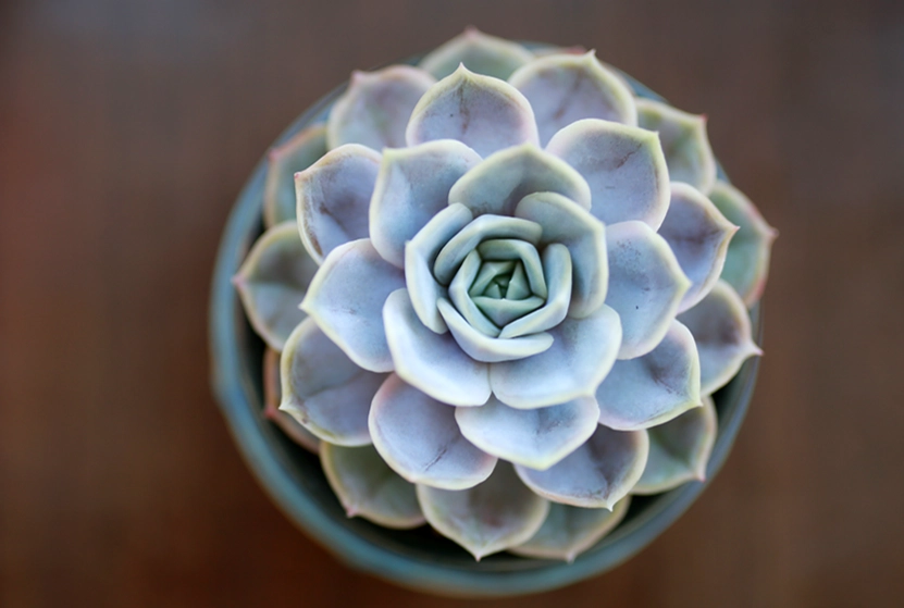 多肉換盆舊土處理 多肉換盆舊土處理