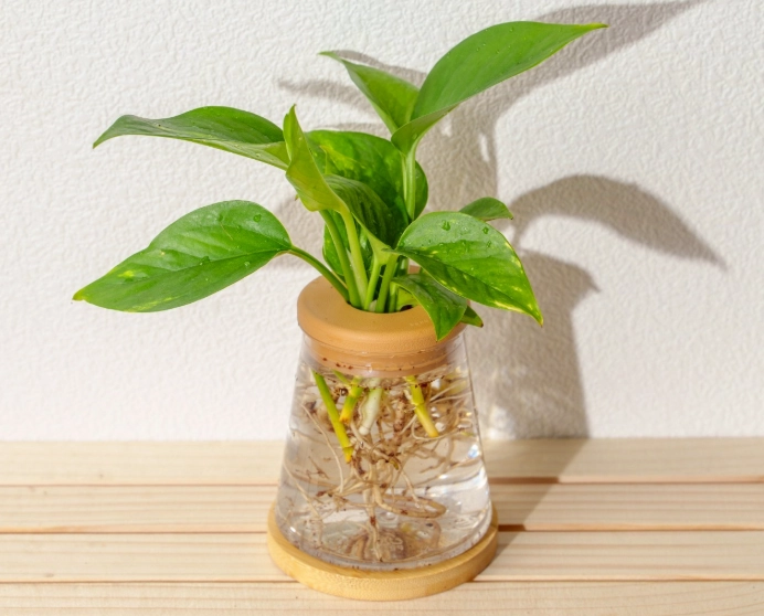 居家水耕設備 居家水耕設備