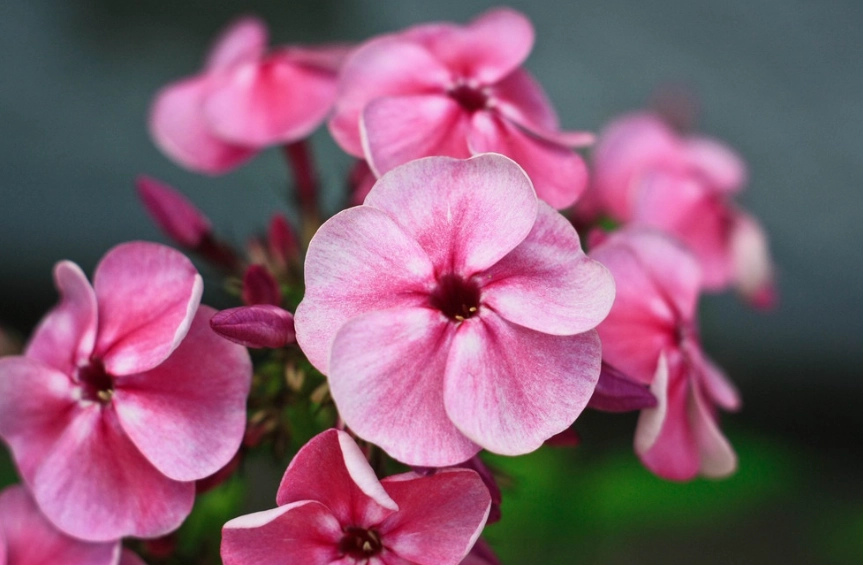 福木開花條件 福木開花條件