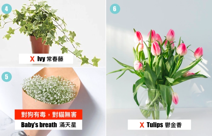 大型室內植物貓