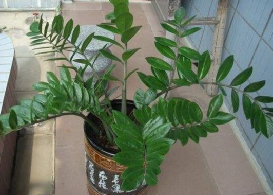 金錢樹換盆時機 金錢樹換盆時機