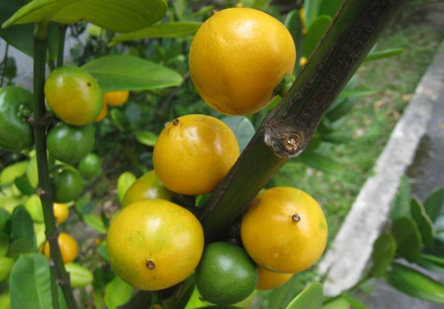 福木照顧方法 福木照顧方法