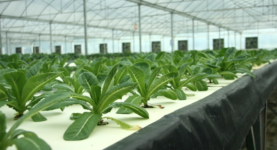 水耕栽培系統 水耕栽培系統