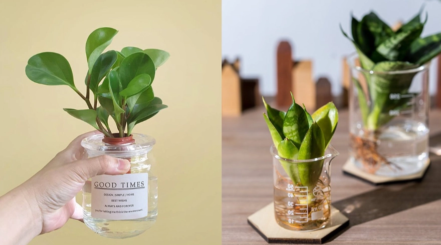 水耕栽培系統 水耕栽培系統