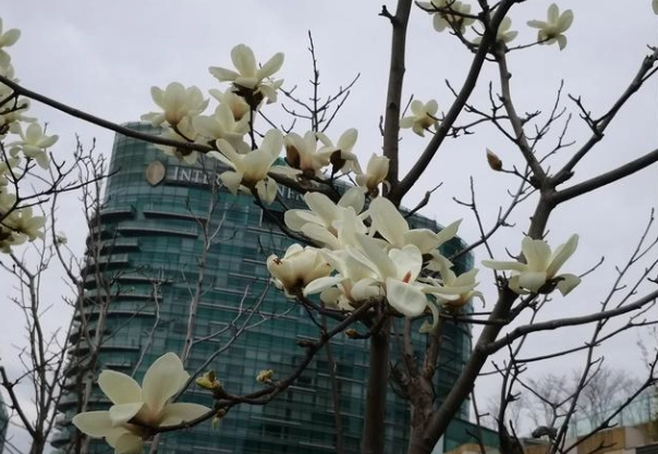 玉蘭花寵物安全