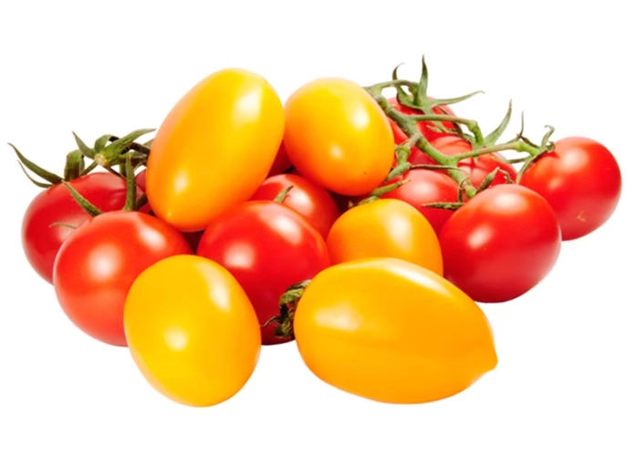 台灣小番茄種植時間