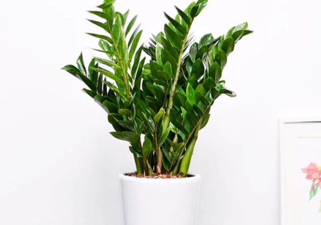 金錢樹養護技巧 金錢樹養護技巧