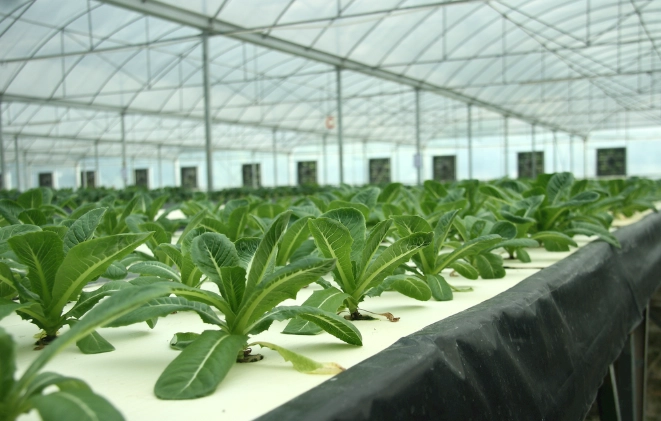 水耕種植優勢 水耕種植優勢