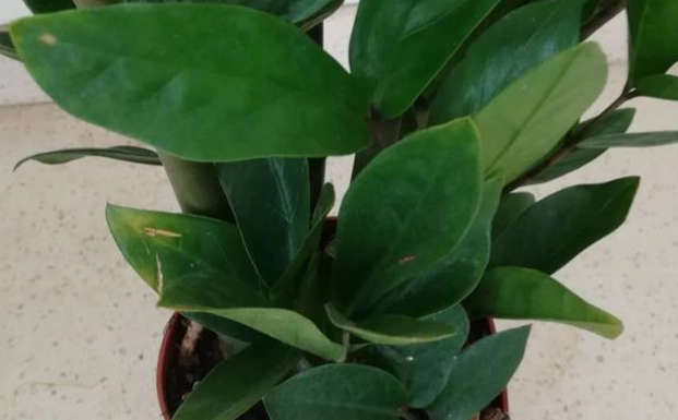 金錢樹養護 金錢樹養護