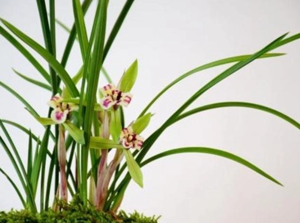 蘭花葉片變軟處理 蘭花葉片變軟處理