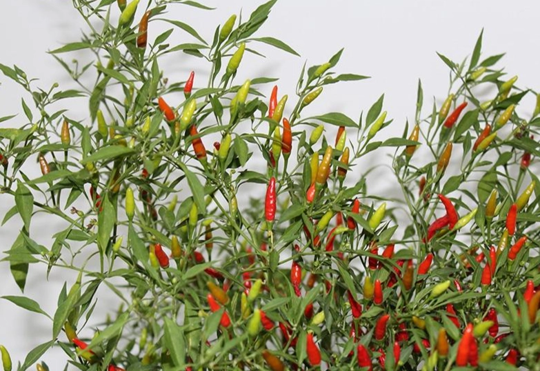 盆栽辣椒照顧技巧 盆栽辣椒照顧技巧