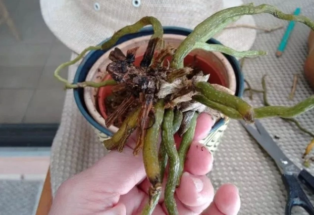 蘭花養護技巧 蘭花養護技巧