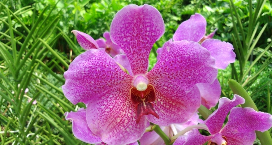 盆栽蘭花照顧技巧