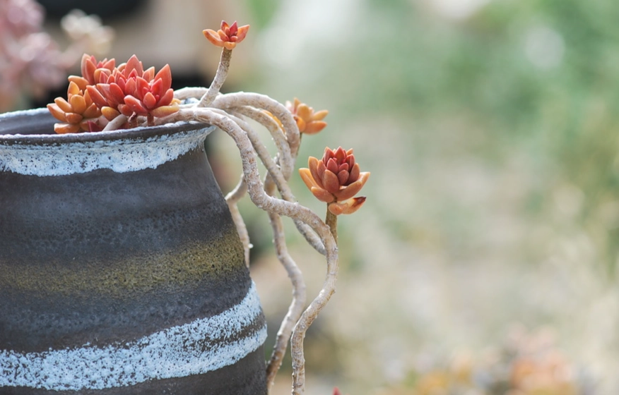 多肉換盆注意事項