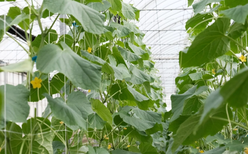 小黃瓜種植技巧 小黃瓜種植技巧