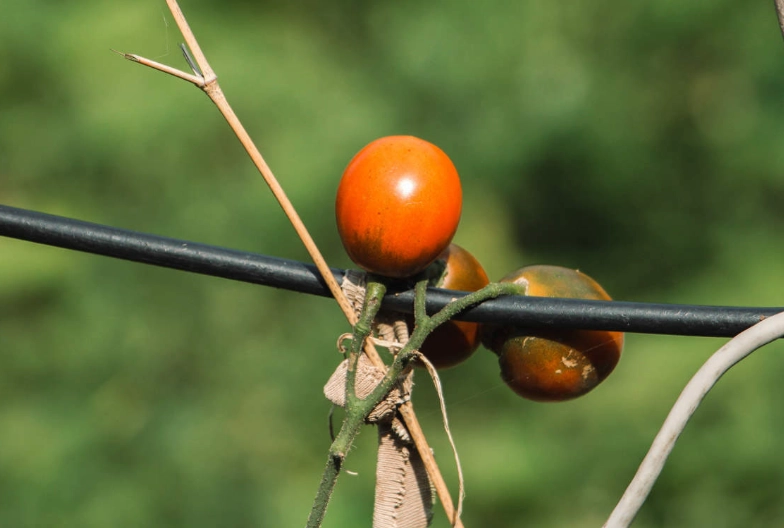 番茄種植澆水 番茄種植澆水
