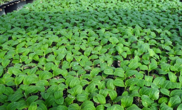 小黃瓜育苗方法