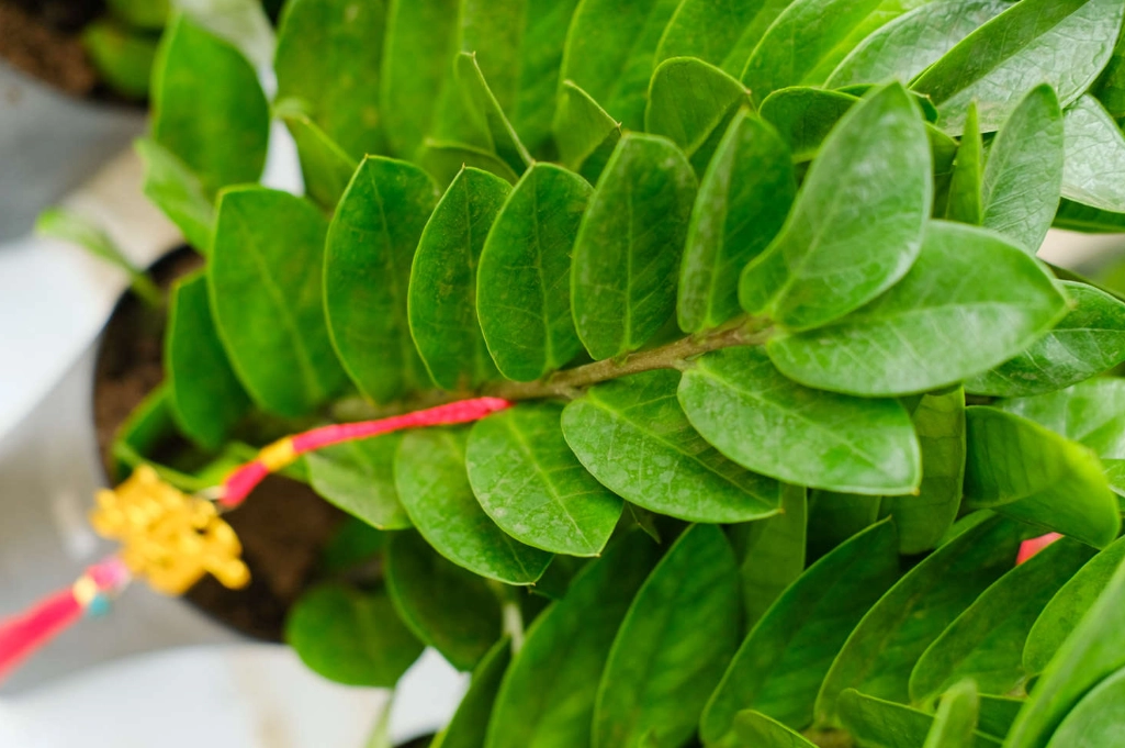 室外金錢樹照顧 室外金錢樹照顧