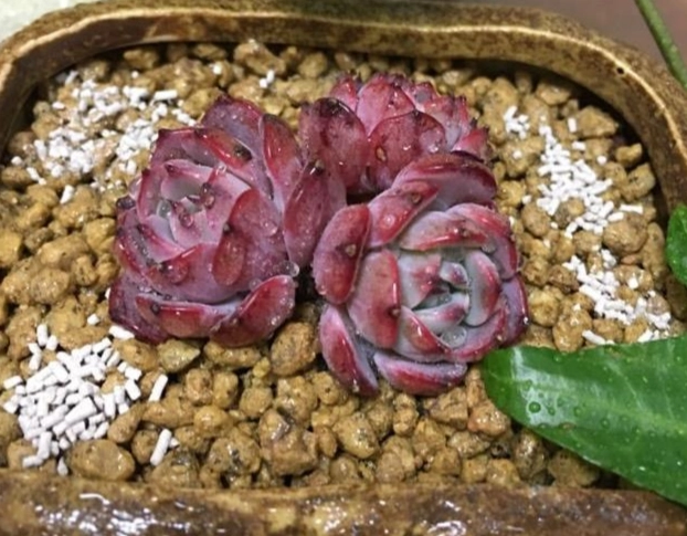 多肉植物缺水樣子