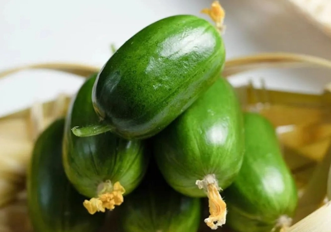 小黃瓜育苗方法