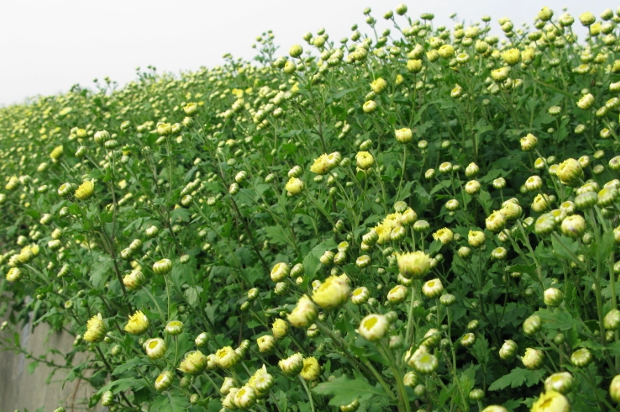 杭菊功效 杭菊功效